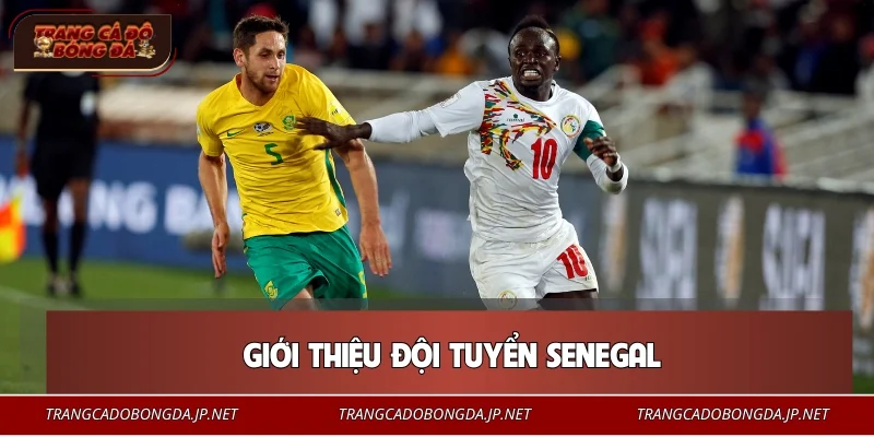 Đội Tuyển Senegal – Biểu Tượng Sức Mạnh Bóng Đá Châu Phi 2026 Giới thiệu đội tuyển Senegal
